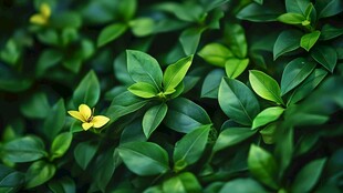 绿叶丛中一抹亮眼黄