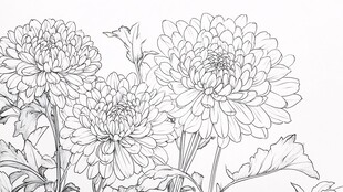 白描菊花花卉线稿图