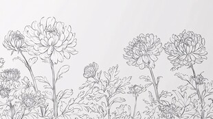 菊花线描图 清新花卉素材