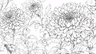白描菊花花卉图案