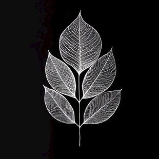 白色叶脉图案 简约叶片设计