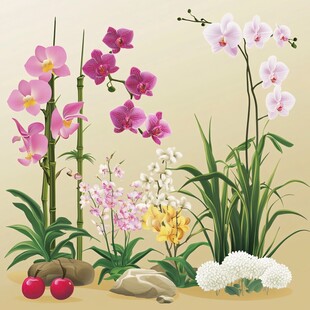 多彩兰花与奇石植物组合