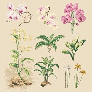 手绘精美兰花及绿植图鉴
