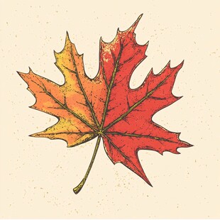 手绘枫叶 展现秋日风情
