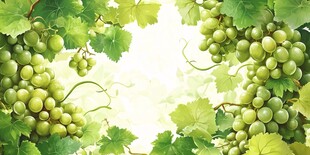 翠绿葡萄与藤蔓的清新画面