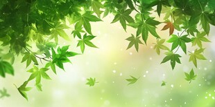 清新绿叶背景图