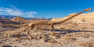 沙漠中的恐龙骨架模型