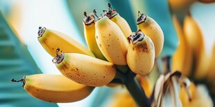 新鲜饱满的成串黄色香蕉