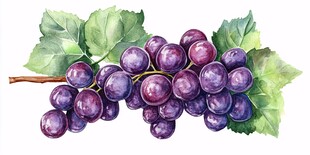 水彩绘紫葡萄与绿叶