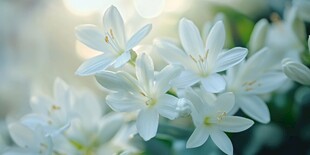 清新素雅的白色花卉绽放