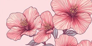 粉色手绘木槿花插画
