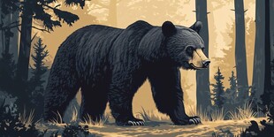 森林中的黑熊漫步