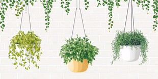 悬挂绿植装饰墙面新美学