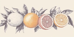 手绘柑橘类水果插画