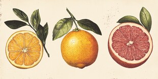 手绘柑橘类水果插画