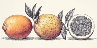 手绘柑橘类水果插画