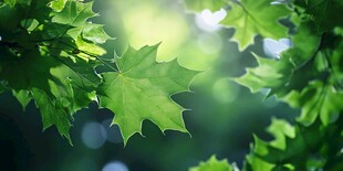 阳光下的翠绿枫叶