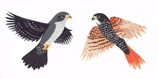 飞翔的双鹰插画图案