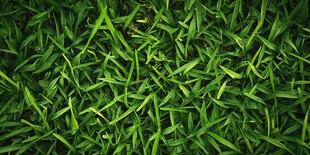 翠绿青草纹理特写