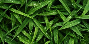 带露珠的翠绿青草