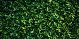 翠绿繁茂的植物叶片背景