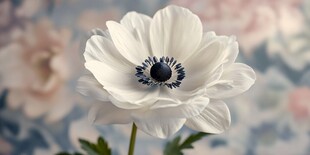白色银莲花特写