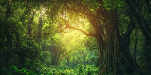 阳光洒落的静谧森林世界