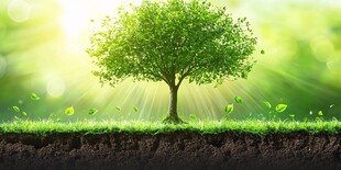 春日生机盎然的翠绿小树