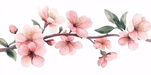 粉色桃花枝水彩插画