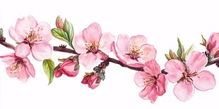 手绘粉色桃花枝精美插画