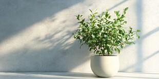 阳光下的绿植盆栽