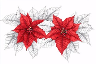 红色一品红花卉插画