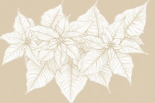 白色一品红花卉插画图案