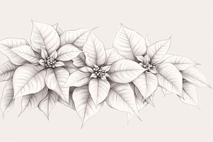 手绘一品红花卉图案