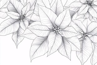 手绘一品红花卉图案