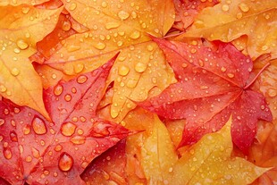 秋雨润秋叶的绚丽景致