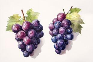 水彩绘成的两串紫葡萄
