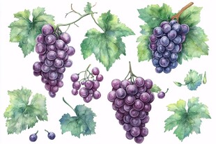 水彩风紫色葡萄与叶片