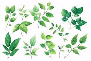 清新绿叶植物素材集合