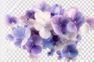 梦幻紫白绣球花簇