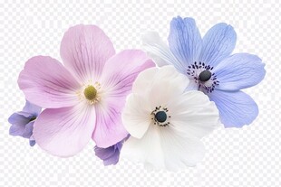 多彩花朵绽放美丽瞬间