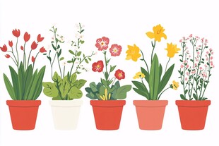 盆栽花卉组合展示