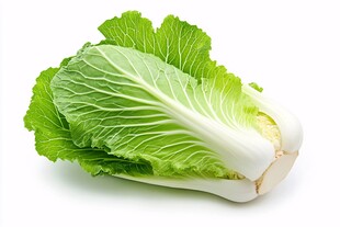 新鲜小白菜 翠绿欲滴