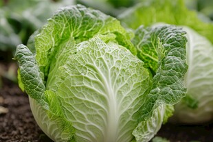 新鲜大白菜 田园蔬菜风采