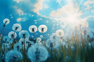 阳光下的蒲公英梦幻美景