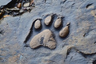 岩石上的动物爪印痕迹