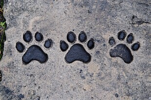 石板上的动物爪印