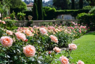 浪漫玫瑰花园美景