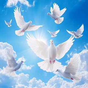 蓝天白鸽 自由飞翔的美好