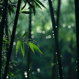 雨润翠竹 清新自然之景
